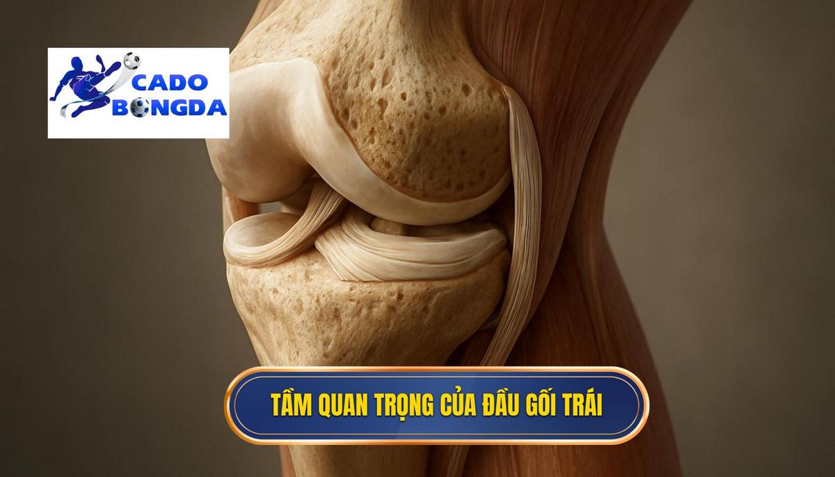 Nền Tảng Cơ Học_ Tại Sao Đầu Gối Trái Lại Quan Trọng_